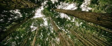Alphaplan CO2-partner Trees for All